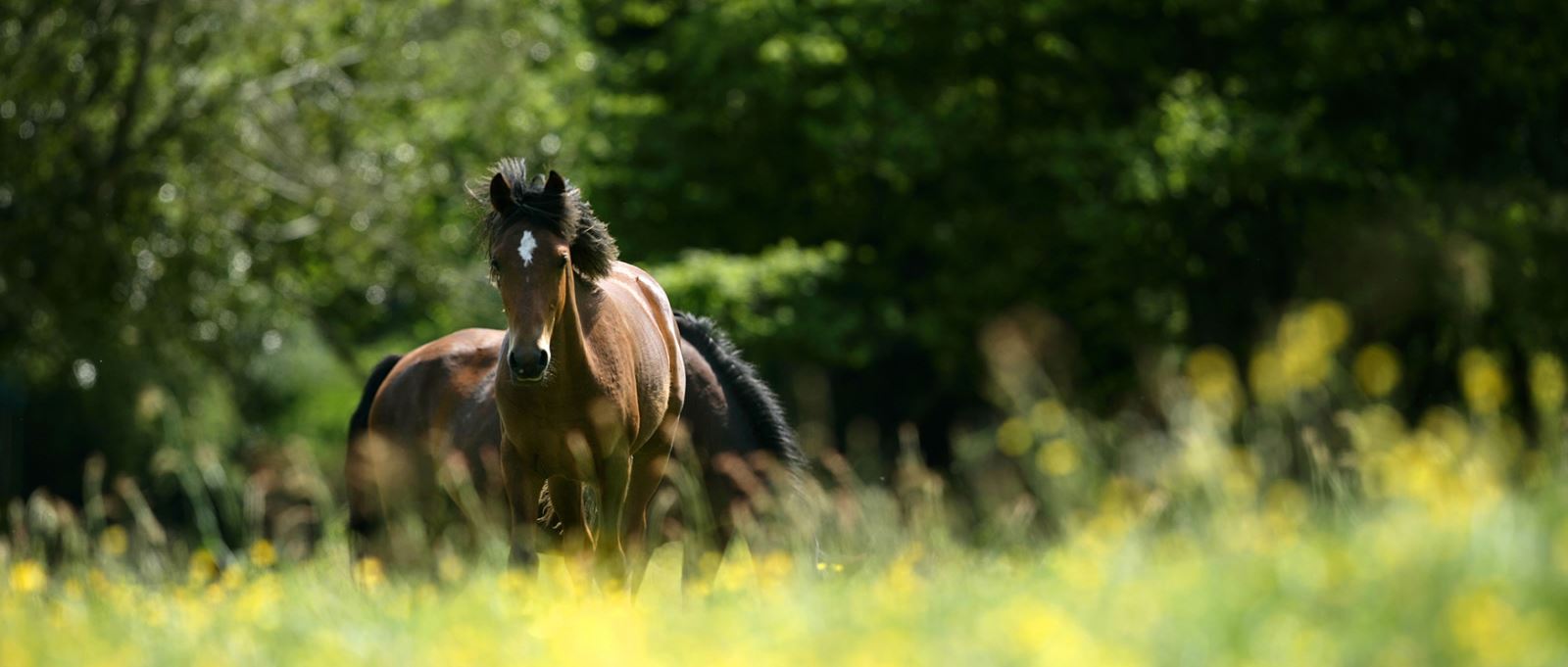 New Forest Ponies, New Forest National Park